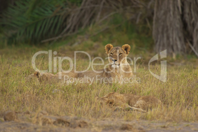 Lioness in the Savannah