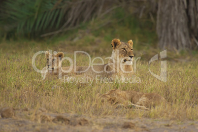 Lioness  and his Cub in the Savannah