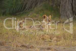 Lioness  and his Cub in the Savannah