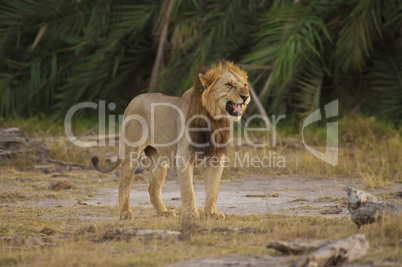 Lion in the Savannah