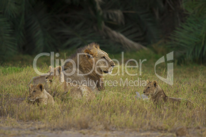 Lion and his cubs in the Savannah