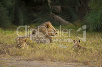 Lion and his cubs in the Savannah
