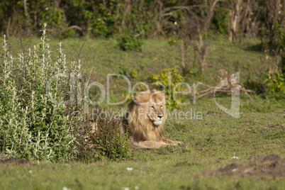 Lion in the Savannah