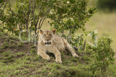 Young Lion in the Savannah