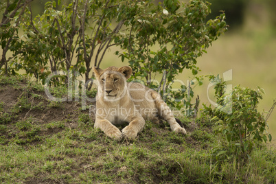 Young Lion in the Savannah