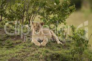 Young Lion in the Savannah