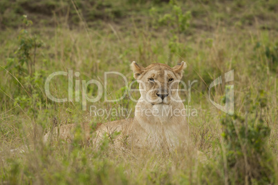 Lioness in the Savannah