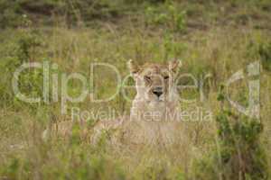 Lioness in the Savannah
