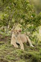 Young Lion in the Savannah