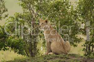 Young Lion in the Savannah