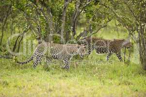 Leopard in Masai Mara