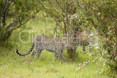 Leopard looking in camera