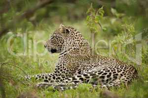 Leopard in Masai Mara