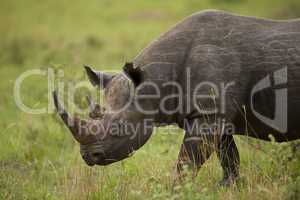Portrait of a Black Rhinoceros