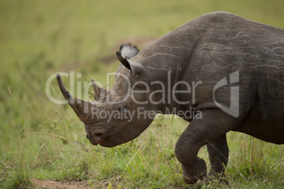 Portrait of a Black Rhinoceros