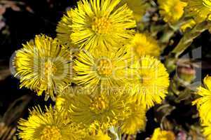 Huflattich, Tussilago farfara