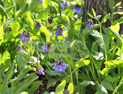 spring flowers