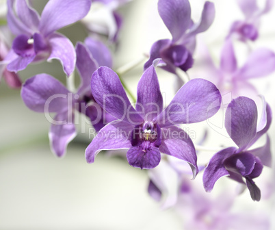 purple orhid flowers