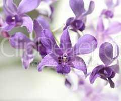 purple orhid flowers