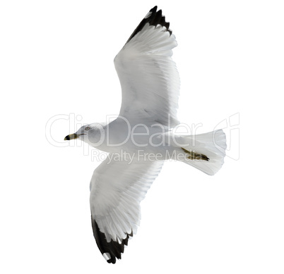 flying  seagull