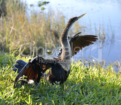 american anhinga bird