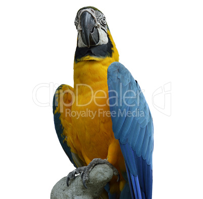 macaw parrot