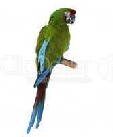 Macaw Parrot Perching