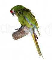 macaw parrot perching