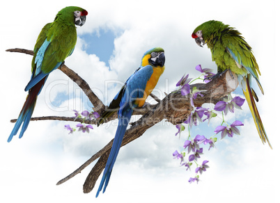 macaw parrots perching