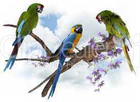 macaw parrots perching