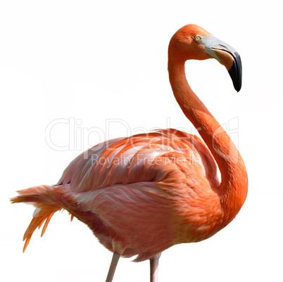 pink flamingo