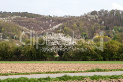 kirschbaum im feld