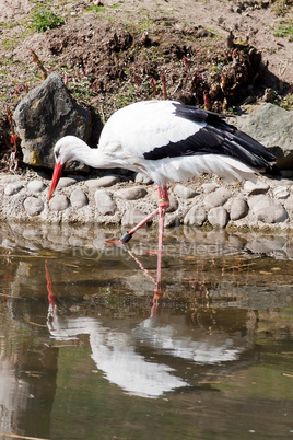 watender storch