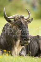 Sitted Wildebeest