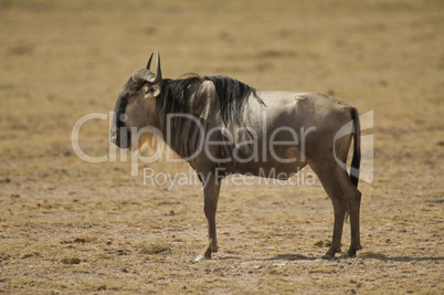 Wildebeest in the Savannah