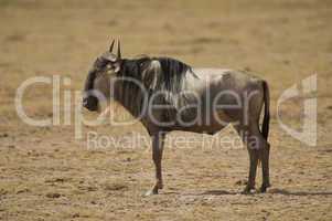 Wildebeest in the Savannah