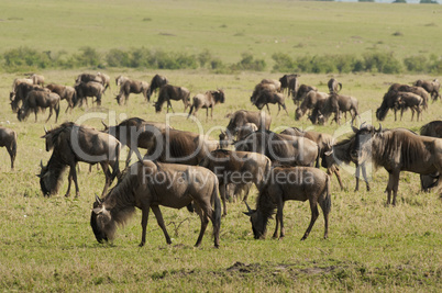 Wildebeests in the Savannah