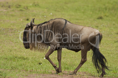 Wildebeest in the Savannah