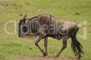 Wildebeest in the Savannah