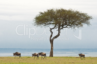 Wildebeests in the Savannah