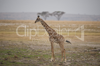 Giraffe in the Savannah