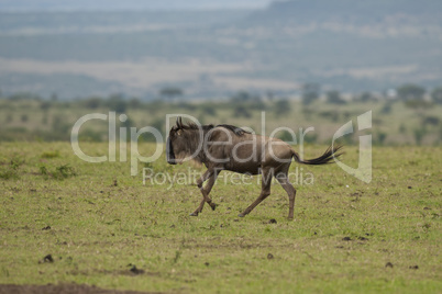 Wildebeest in the Savannah