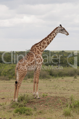 Giraffe in the Savannah