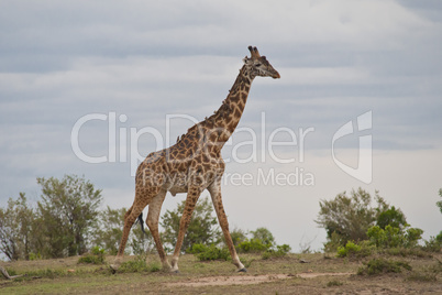 Giraffe in the Savannah