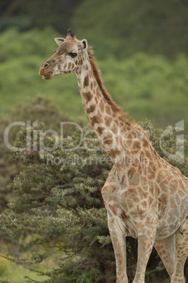 Close-up of a Giraffe