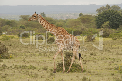 Giraffe in the Savannah