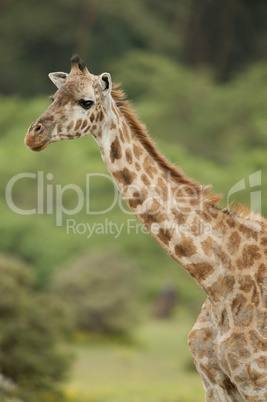 Close-up of a Giraffe