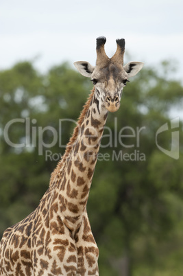 Close-up of a Giraffe