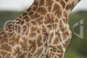 Giraffe texture