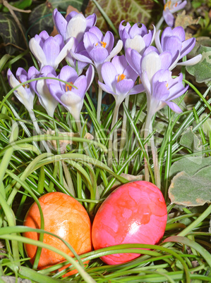 ostereier und krokuss ostereier und krokuss